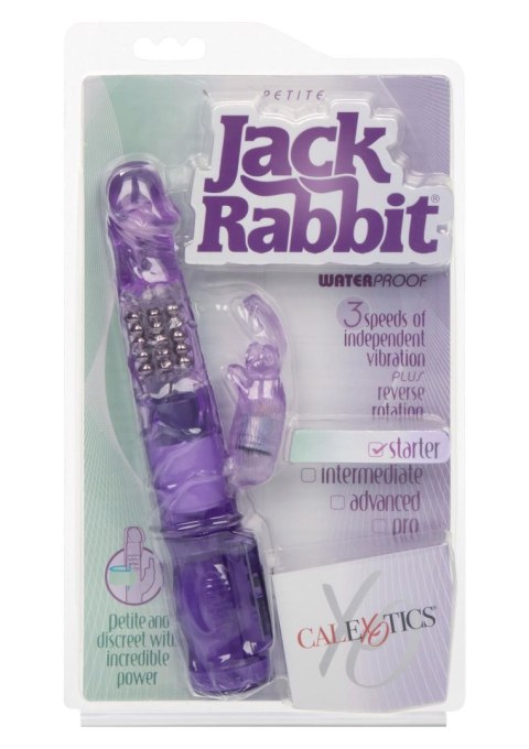 Petite Jack Rabbit Purple